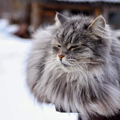 Photo #9817421