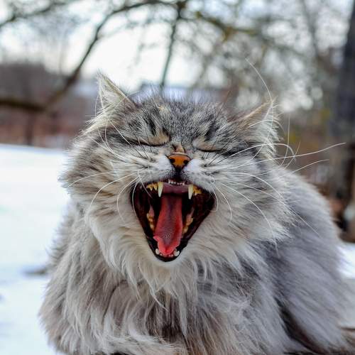 Photo #9817423