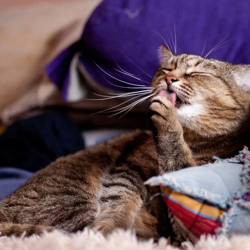 Photo #9817665