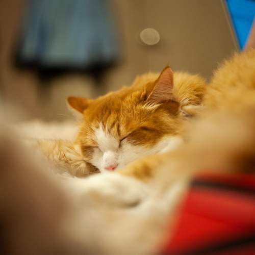 Photo #9817671