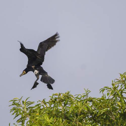Photo #9817775