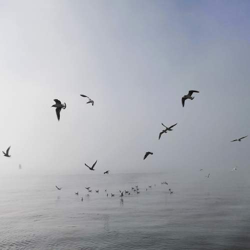 Photo #9817792