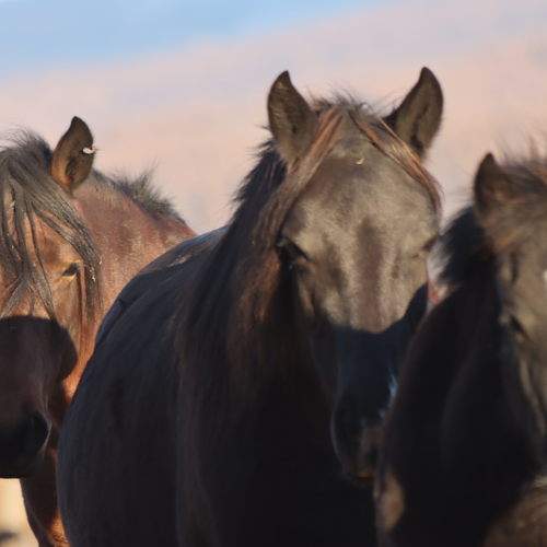 Photo #9817812