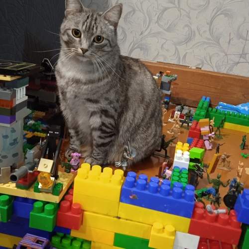 Photo #9817950