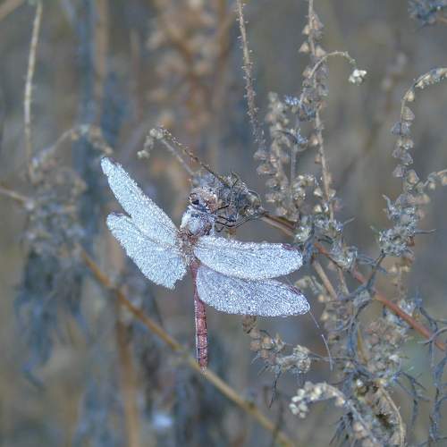 Photo #9818485