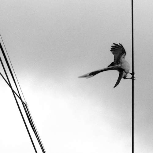 Photo #9821847