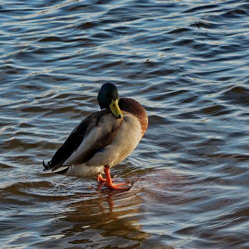 Photo #9825787