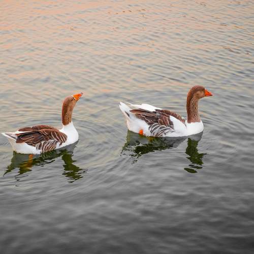 Photo #9827469