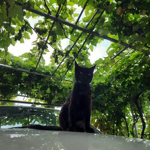 Photo #9827910