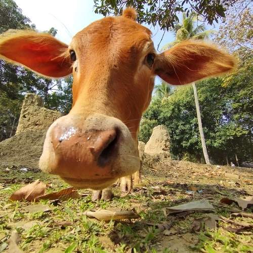 Photo #9828261