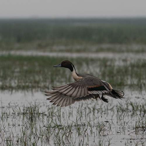 Photo #9828455