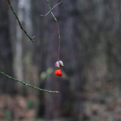 Photo #9830107