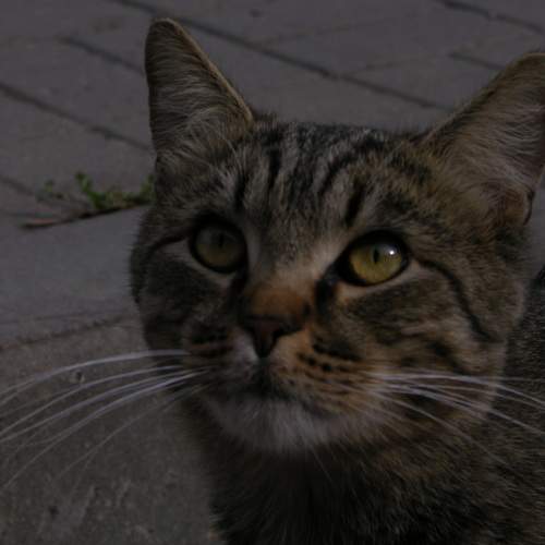 Photo #9831527