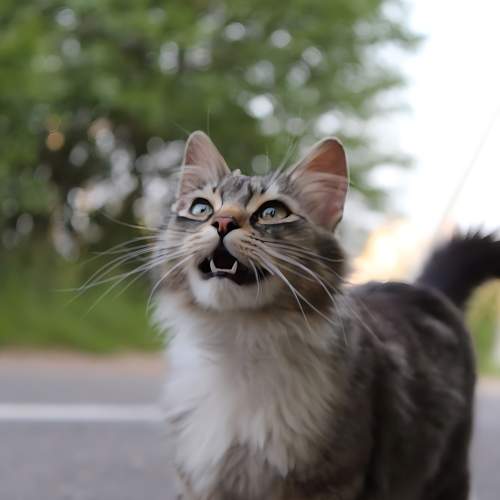 Photo #9832308