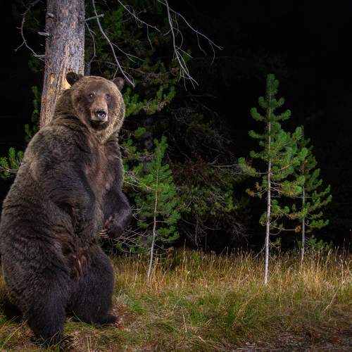 Griz rub
