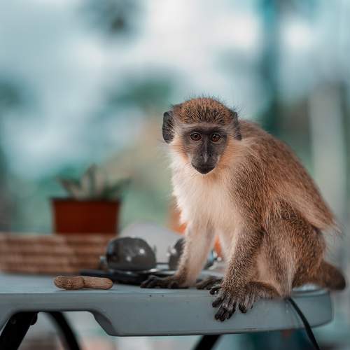 Photo #9833417