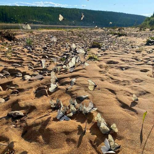 Photo #9836105