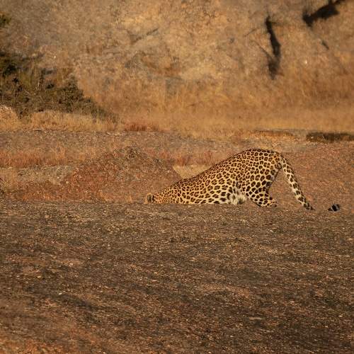 Photo #9837459
