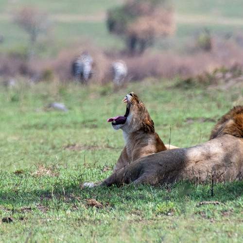 Photo #9837841