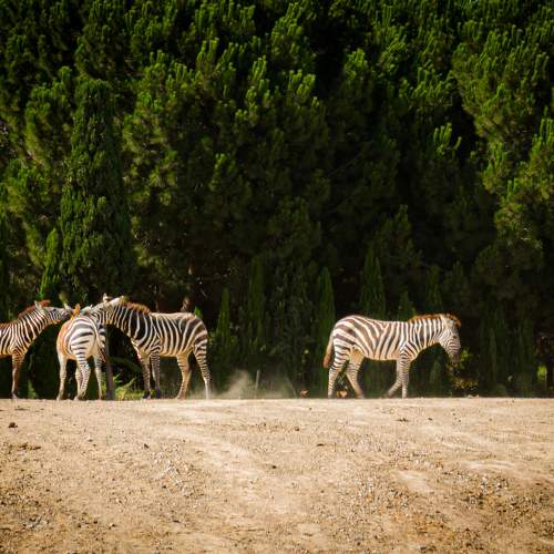 Photo #9838033