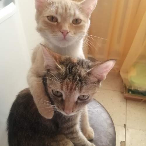 Photo #9841153