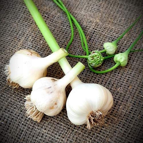 Photo #9843848