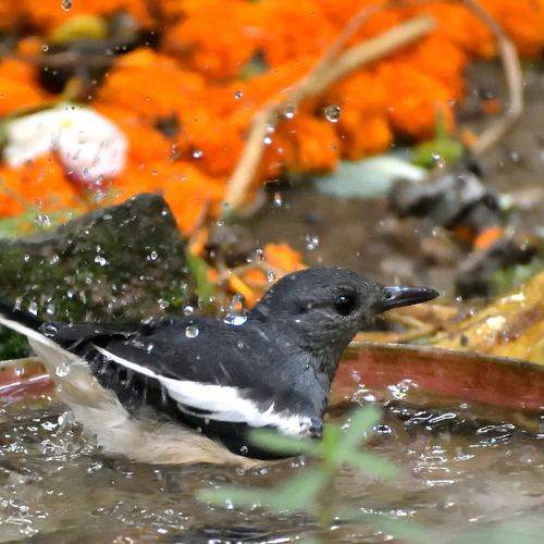 Photo #9845835