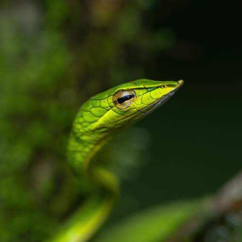 Mossy Perch: Green Vine Snake Trilogy