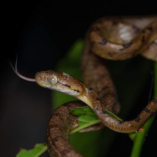Hiss and Grace: A Cat Eye Snake's Tale