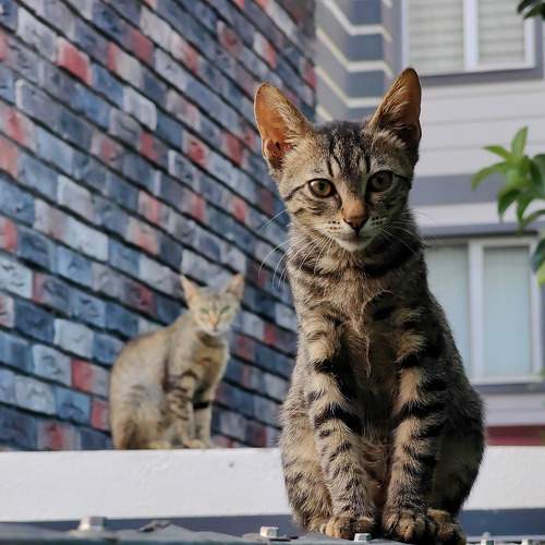 Photo #9846762