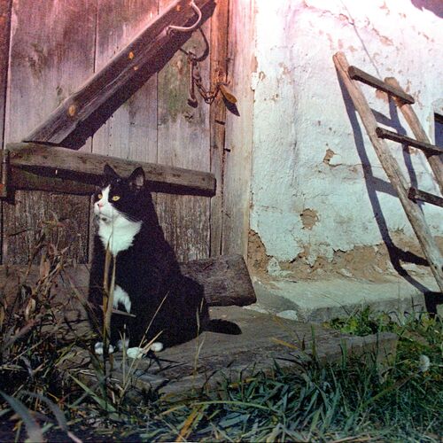 Photo #9848726