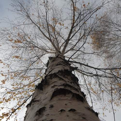 Photo #988602