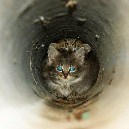 Photo #989804