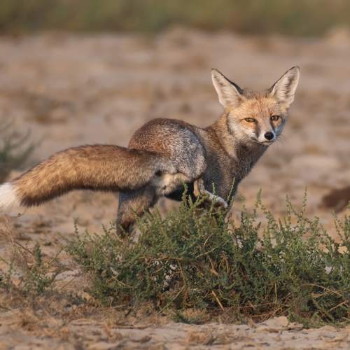 Photo #9850300