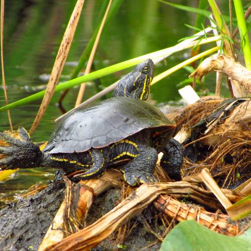 Lone Painted Turtle