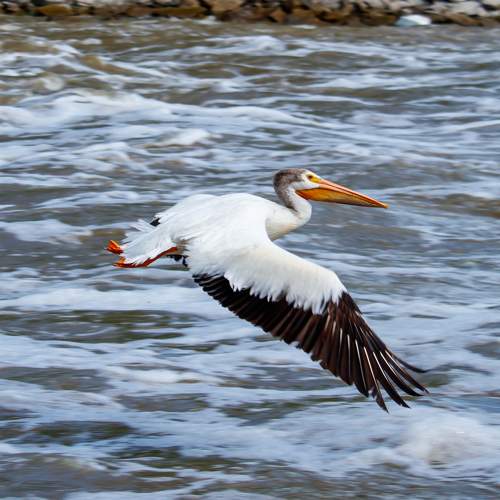 Pelican in Flight