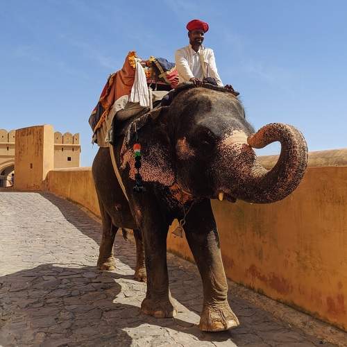 Amer Fort in Jaipur