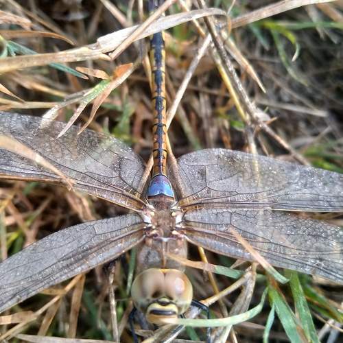 Photo #9853764