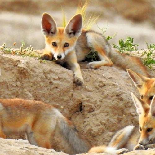 Wildlife