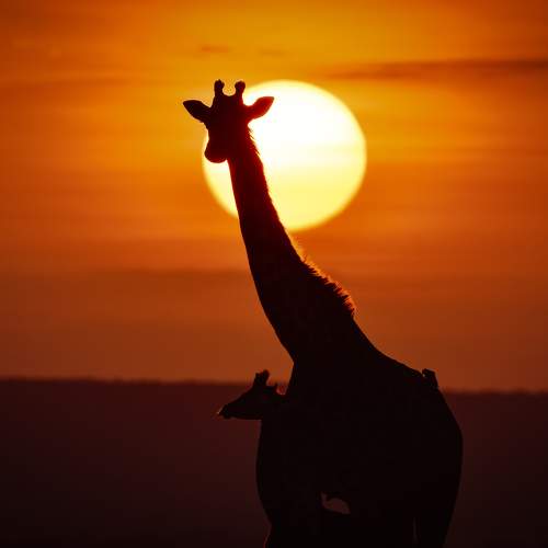 Photo #9854945