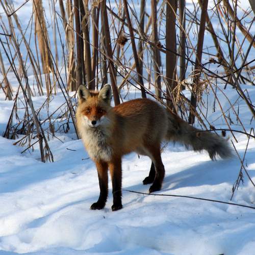 Photo #9857534