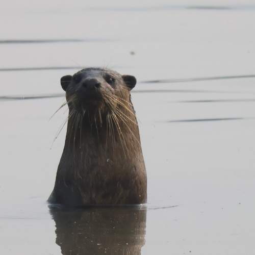 Photo #9859549