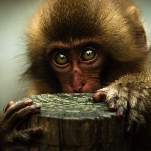 A shy one