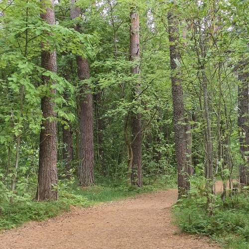the path