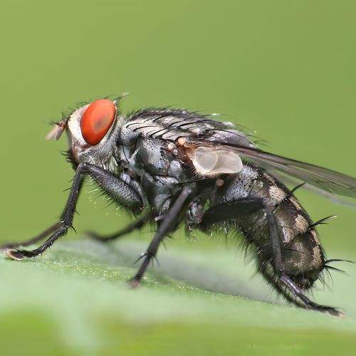 Macro Of Housefly