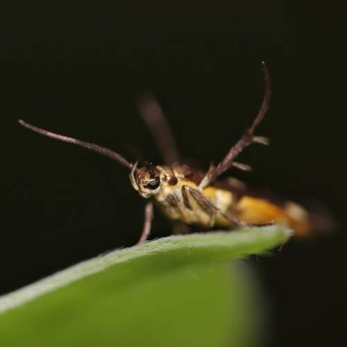 Macro Photography