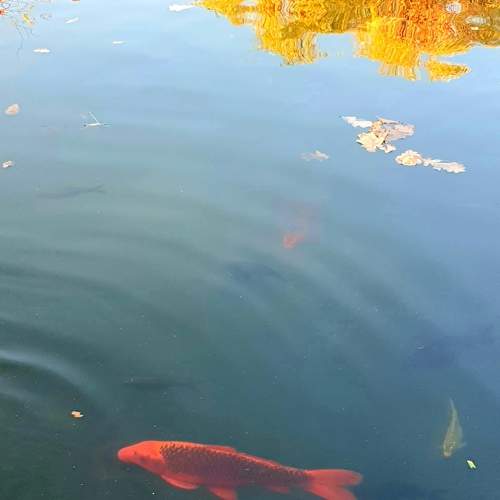 Photo #9862370