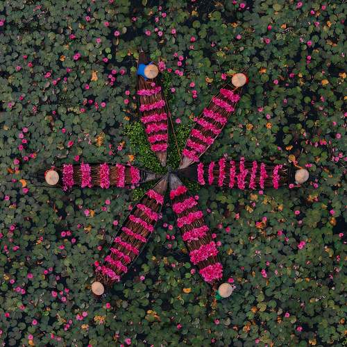 Harvest water lilies