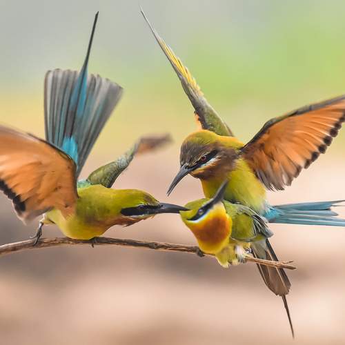 Wild Love