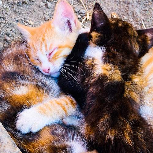 Beautiful Kittens